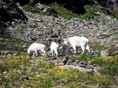 Mountain Goat