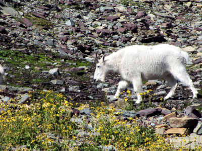 Mountain Goat