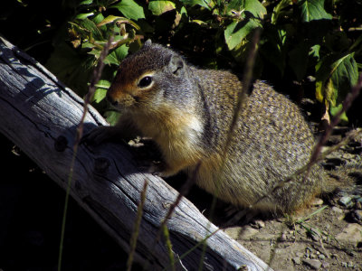 Ground Squirrel