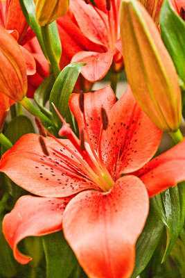 orange-lillies.jpg