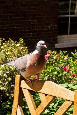 ducks_and_birds