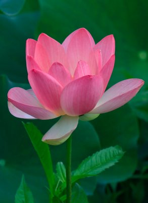Lotus Flower, Perry's Water Gardens, Franklin, North Carolina