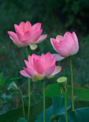Lotus Flowers, Perry's Water Gardens, Franklin, North Carolina