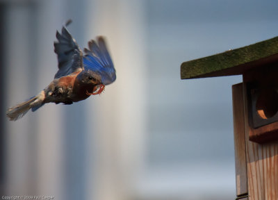 Male Bluebird, bringing home take-out