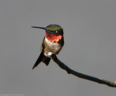 Ruby Throated Hummingbird - Male