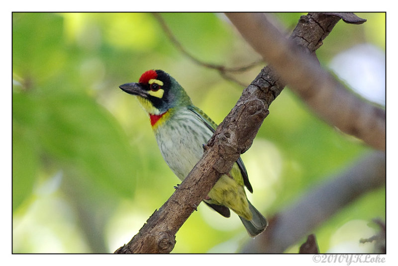 Copper Smith Barbet