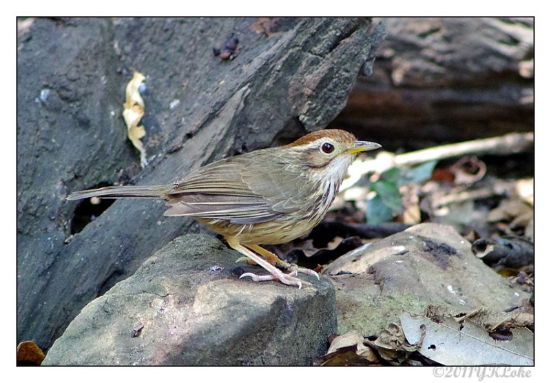 Puff-throated Babbler