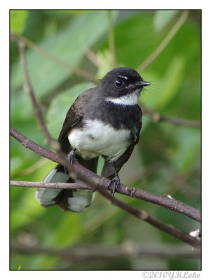 Pied Fantail