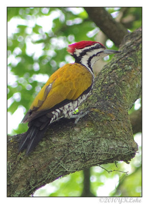 Goldenback Common Woodpecker