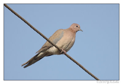 Laughing -Dove