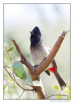 Red- Vented Bulbul