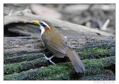Birding @ Kaeng Krachan National Park  Thailand Jan.2011