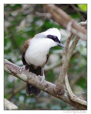 White-crested Laughingthrush