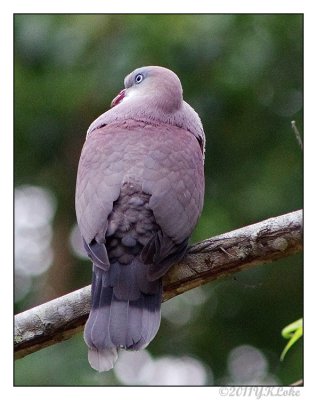 Imperial Mountain Pigeon