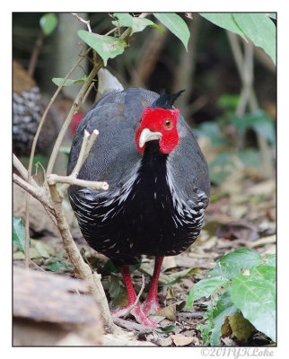 Kalij Pheasant