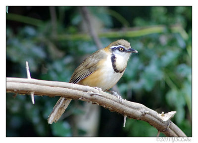  Lesser Necklaced Laughingthrush
