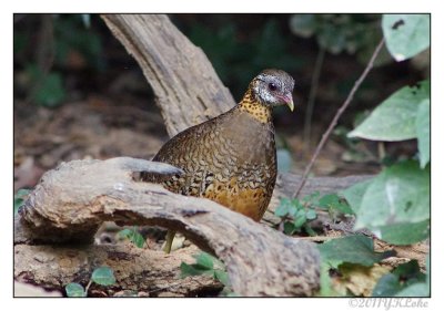  Scaly-breasted Partridge