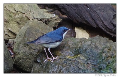  Siberian Blue Robin