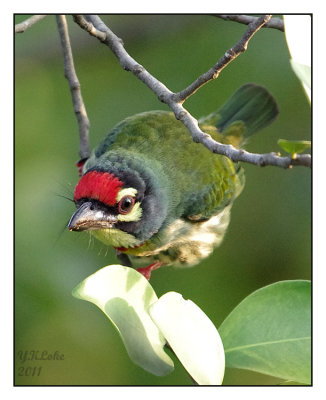 Copper Smith Barbet