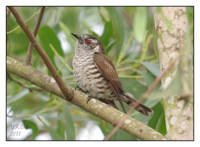 Little Bronze Cuckoo (Male)