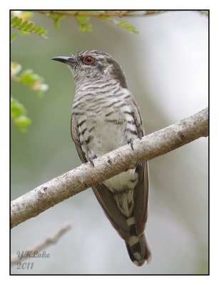 Bronze Cuckoo