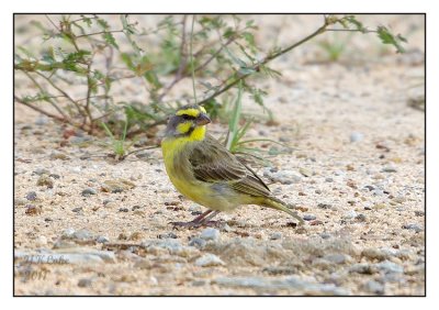 Yellow-fornted Canary