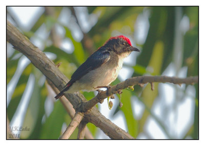 Scarlet-backed Flower Pecker (Male)