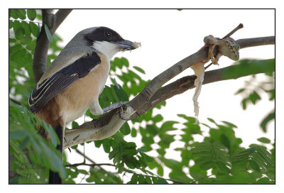 Long-tailed Shrike