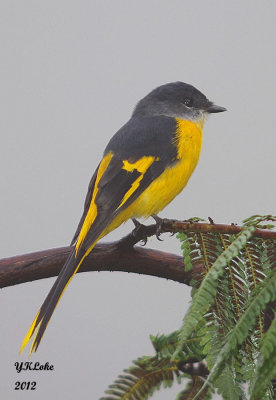 Grey-chinned Minvet 