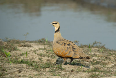 Male Yellow-throated Sandgrouse