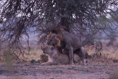 Lions Mating