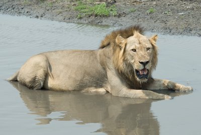 Lion Cooling Off