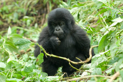 Baby Mountain Gorilla