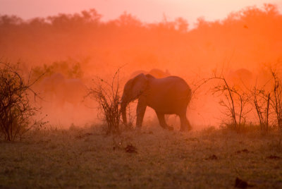 Elephant in the Botswana Sunset