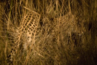 Leopard at night