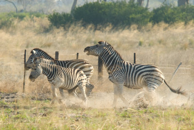 Zebra by the veterinary fence