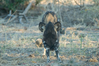 African Painted Dog Stretch
