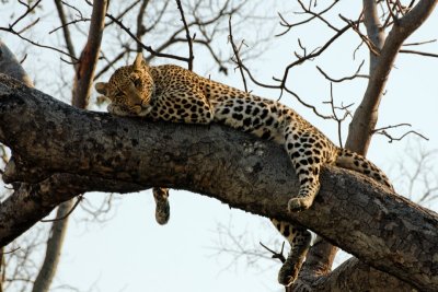 Botswana 2009