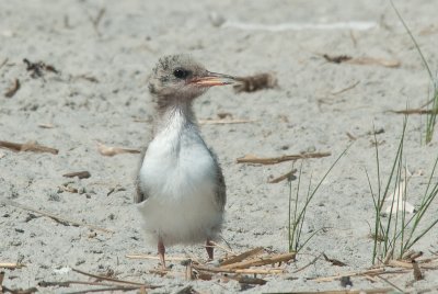 Common Tern Baby