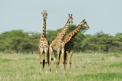 Masai Giraffe