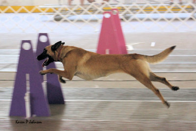Limbo does flyball