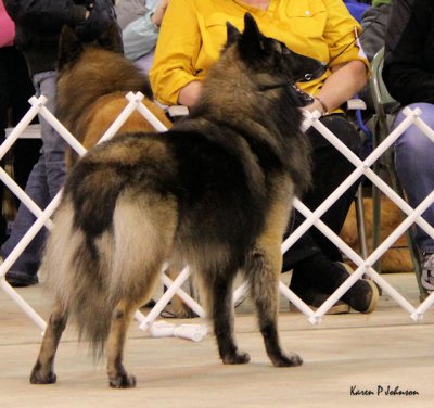 Gaulois de Loup Noir