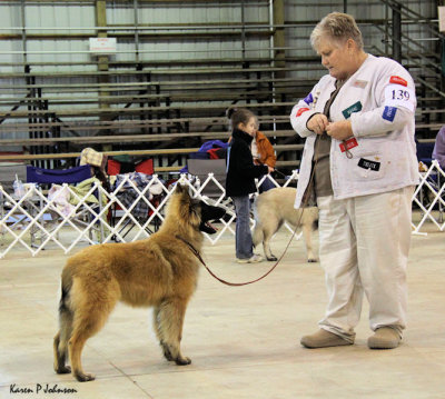 Best Novice Puppy
