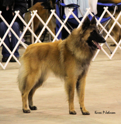 UBSDA National breed classes 2009