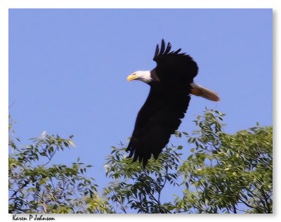 eagle8725w.jpg