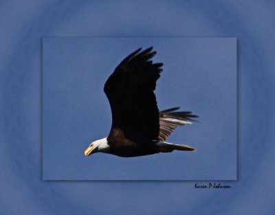 Eagle8726w.jpg