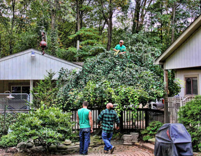 pondtree_9549w.jpg