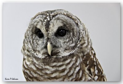 owl6479w.jpg