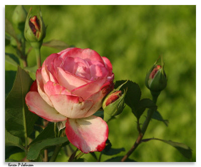 roses2692w.jpg