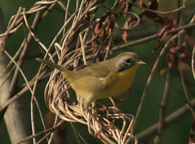 Common Yellowthroat - Juvenile Male